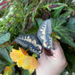 Swallowtail Butterfly Wings 3D Bookmark