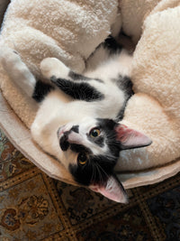 Little Black & White Kitty Cat Die-Cut Bookmark