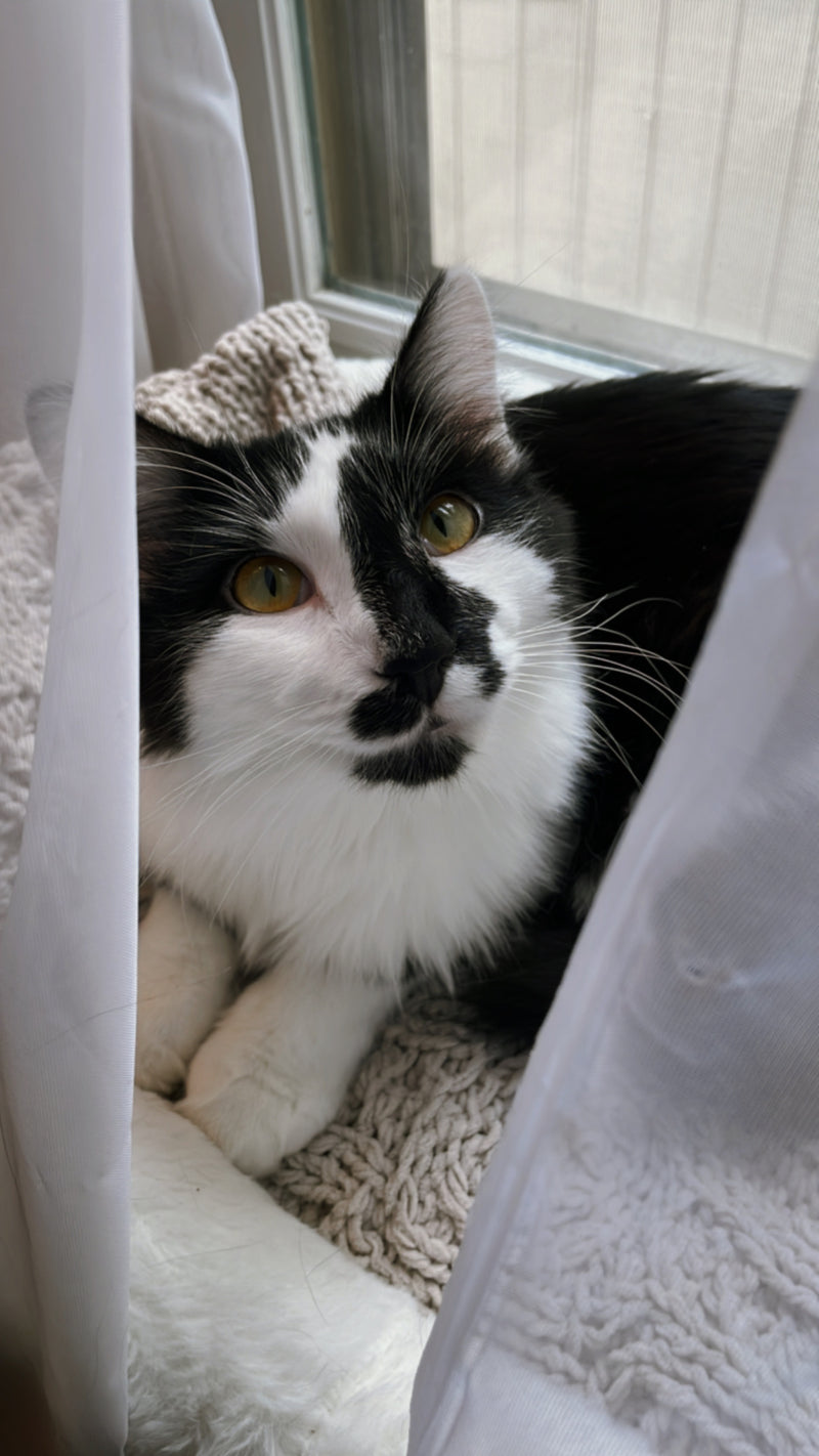Little Black & White Kitty Cat Die-Cut Bookmark