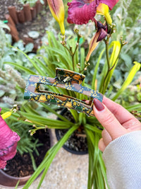 Hair Claw Clip | Shire