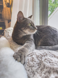 photo of my grey little kitty, Mehira, that inspired this bookmark. She's chillin in a window bed by a sunny window with white wispy curtains behind her 