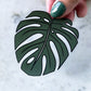 Monstera Waterproof Sticker | 3" x 2.9"